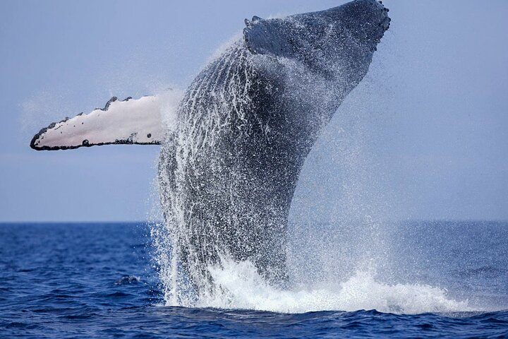 Whale Watching Boat Tour from Galle - Photo 1 of 10